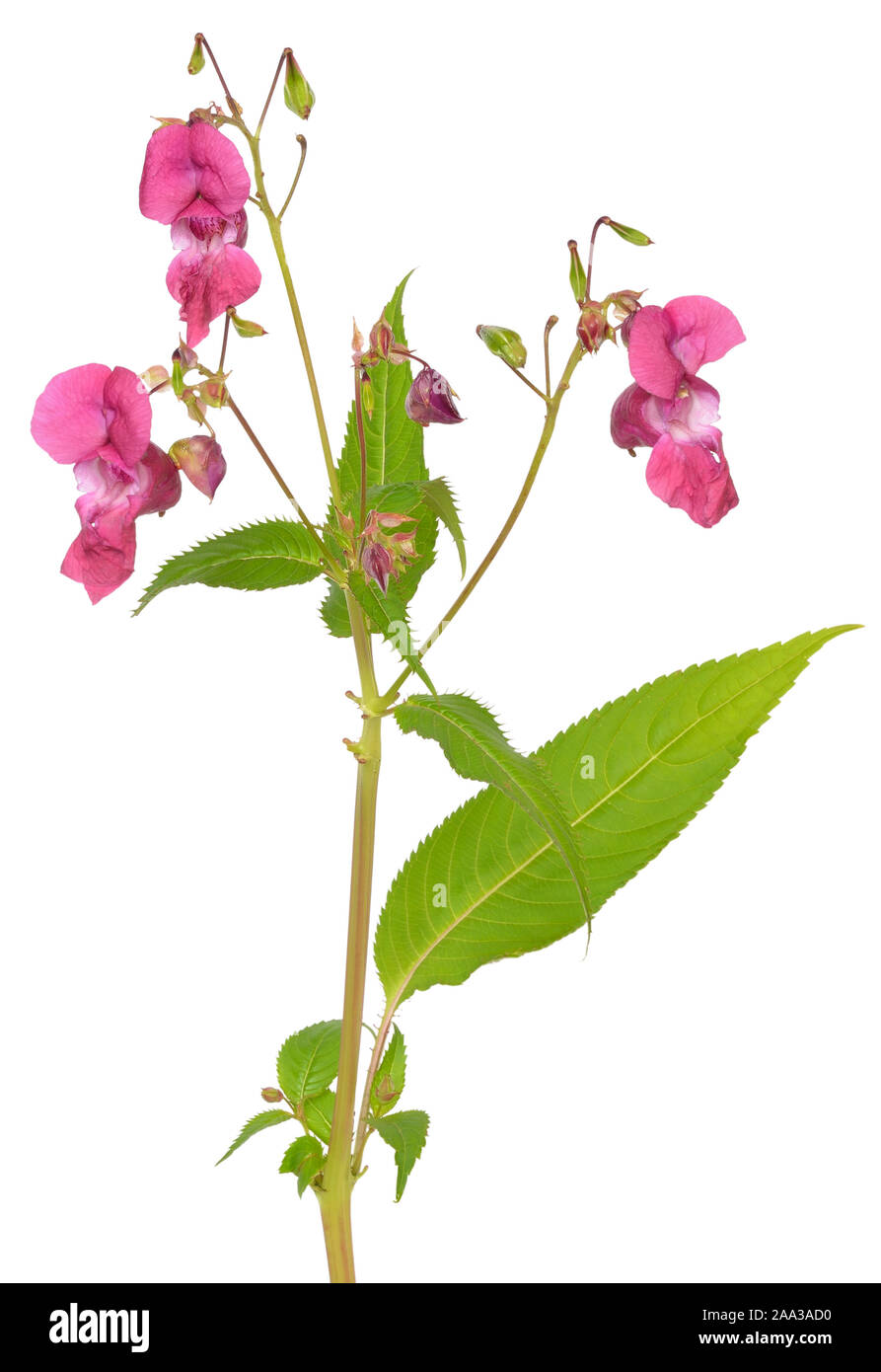 Impatiens glandulifera flower isolated on white background Stock Photo