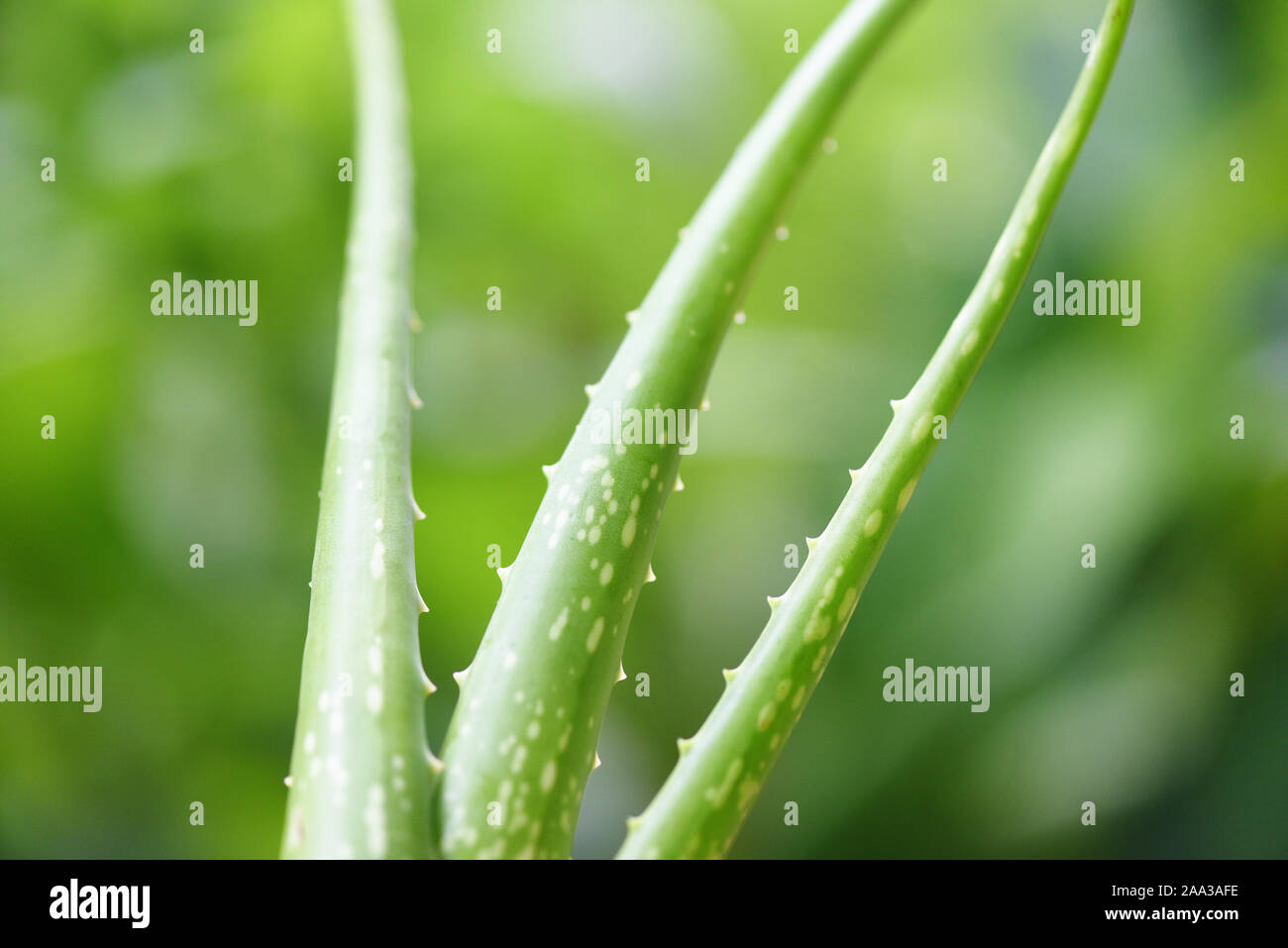 aloe vera plant on nature background / close up of fresh aloe vera leaf gel natural herbs and herbal Stock - Alamy