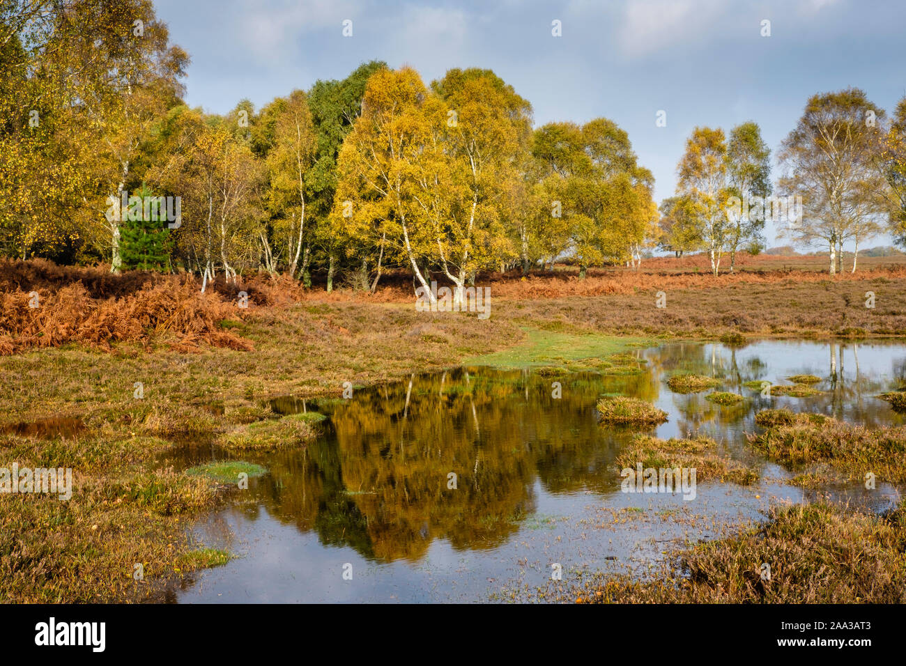New Forest, Trees with Autumn Colours reflected in a pond, Hampshire, England, UK. Stock Photo
