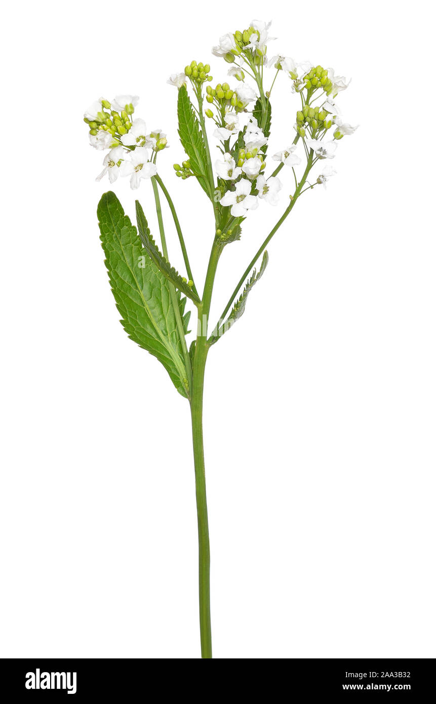 Horseradish (Armoracia rusticana) flower isolated on a white background Stock Photo