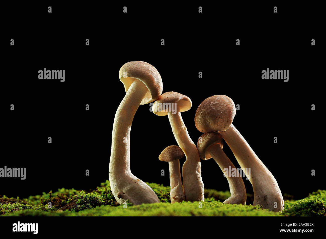 Close-up of mushrooms growing on moss, Indonesia Stock Photo