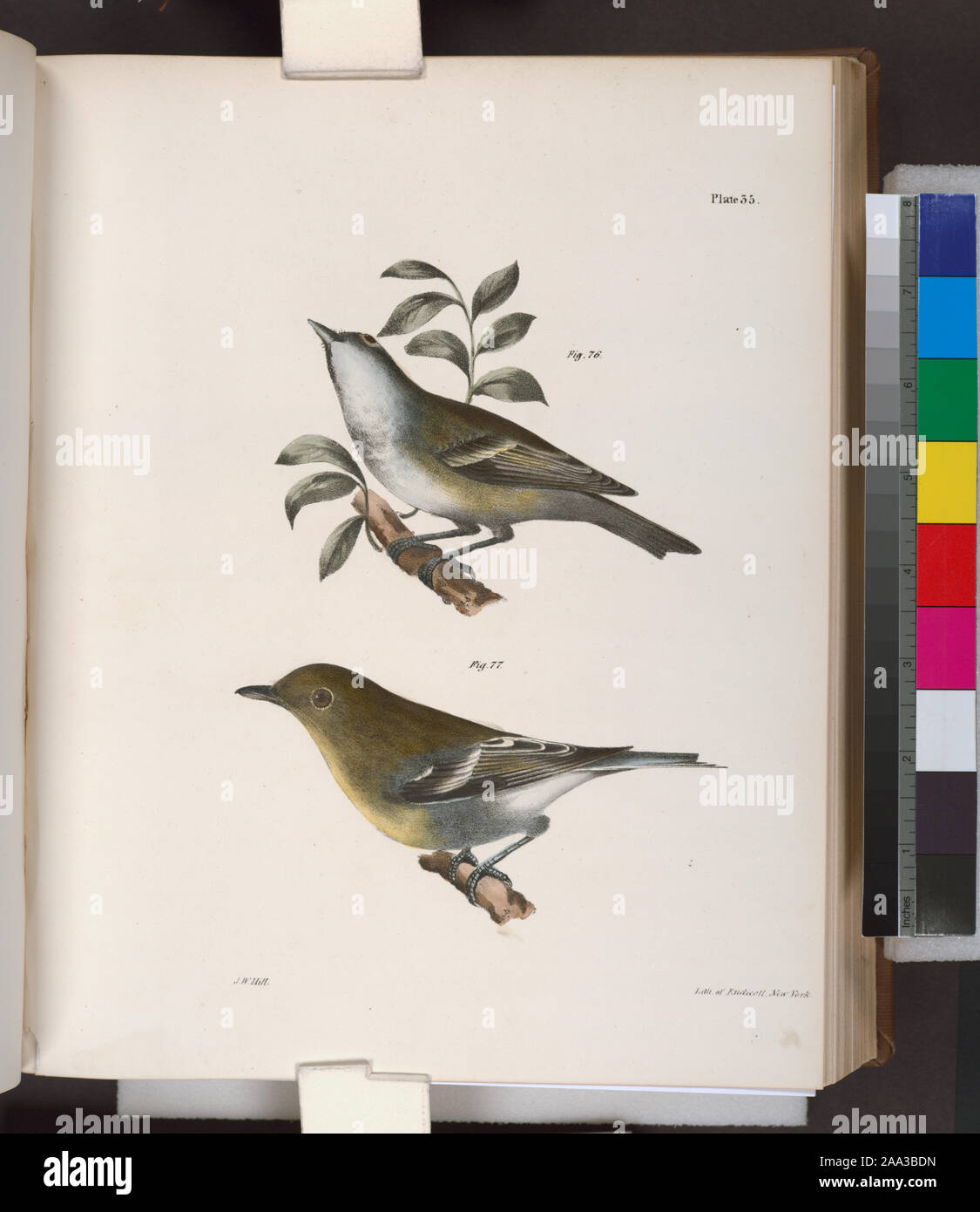 76. The Solitary Greenlet (Vireo solitarius). 77. The Yellow-throated Greenlet (Vireo flavifrons).; 76. The Solitary Greenlet (Vireo solitarius). 77. The Yellow-throated Greenlet (Vireo flavifrons). Stock Photo
