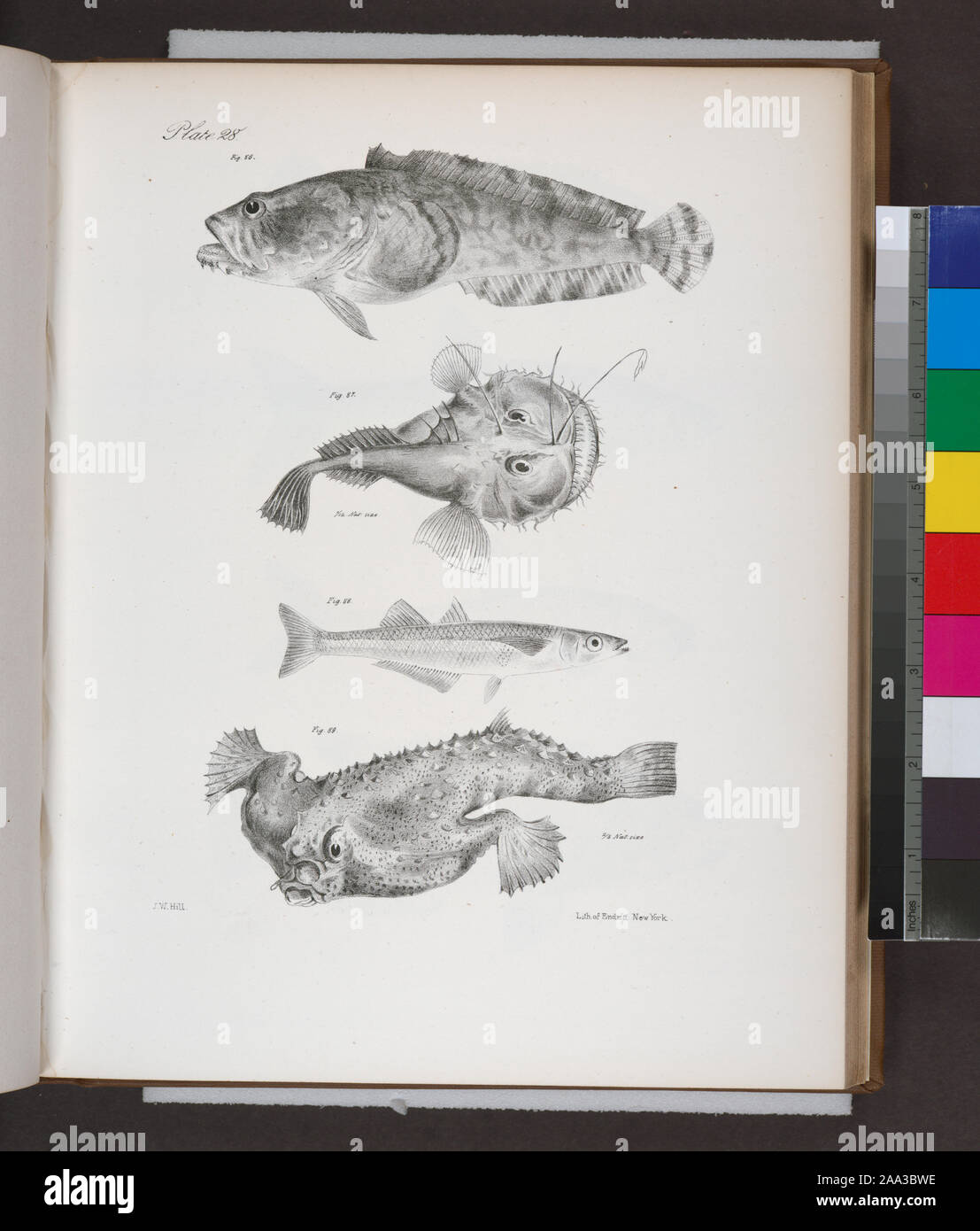 86. The Comon Toad-fish (Batrachus tau). 87. The American Angler (Lophius americanus). 88. The Dotted Silverside (Atherina notata). 89. The Short-nosed Malthæa (Malthæa nasuta).; 86. The Comon Toad-fish (Batrachus tau). 87. The American Angler (Lophius americanus). 88. The Dotted Silverside (Atherina notata). 89. The Short-nosed Malthæa (Malthæa nasuta). Stock Photo