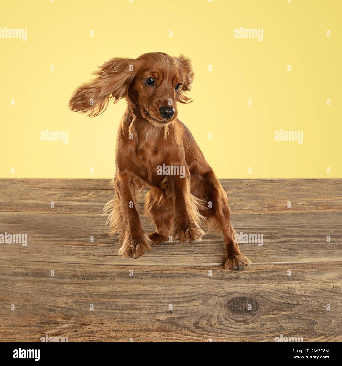 English cocker spaniel young dog is posing. Cute playful brown doggy or pet  playing on wooden floor isolated on yellow background. Concept of motion,  action, movement, pets love. Looks happy Stock Photo -