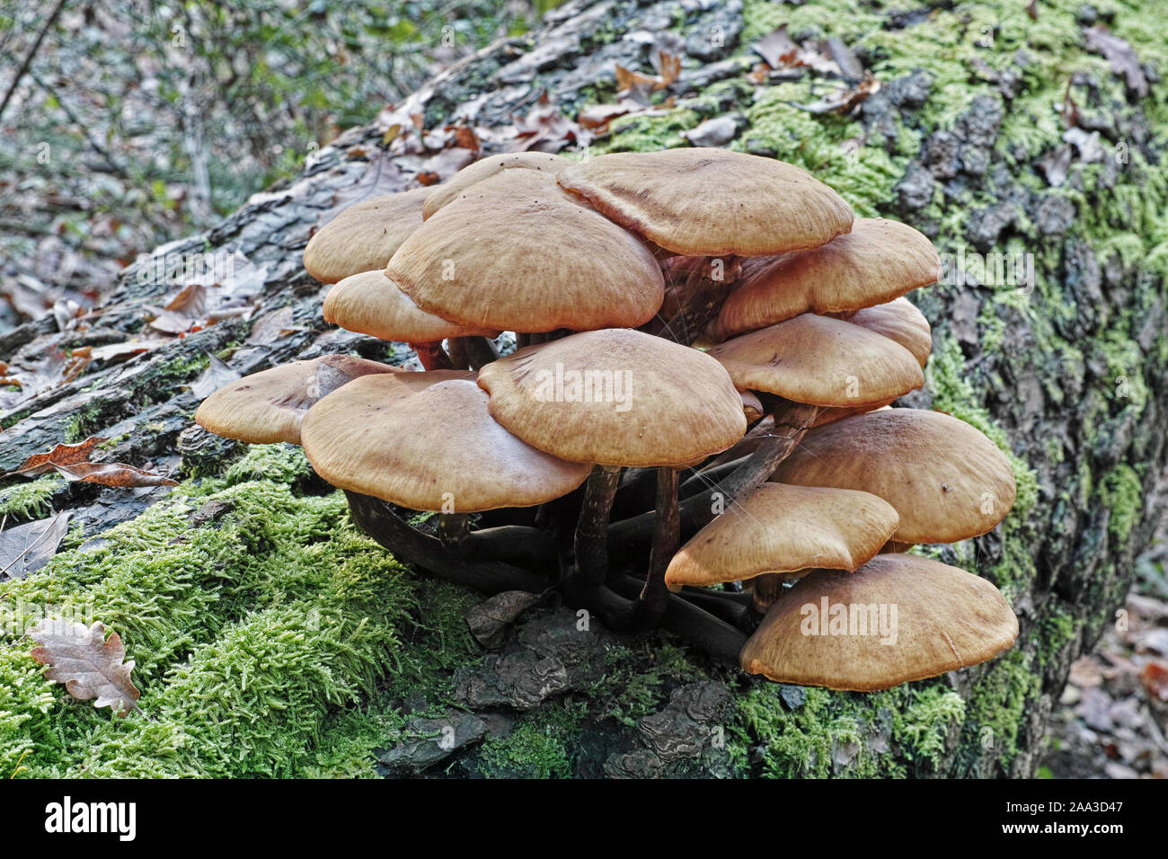 stump mushroom or honey fungus, armillaria mellea Stock Photo