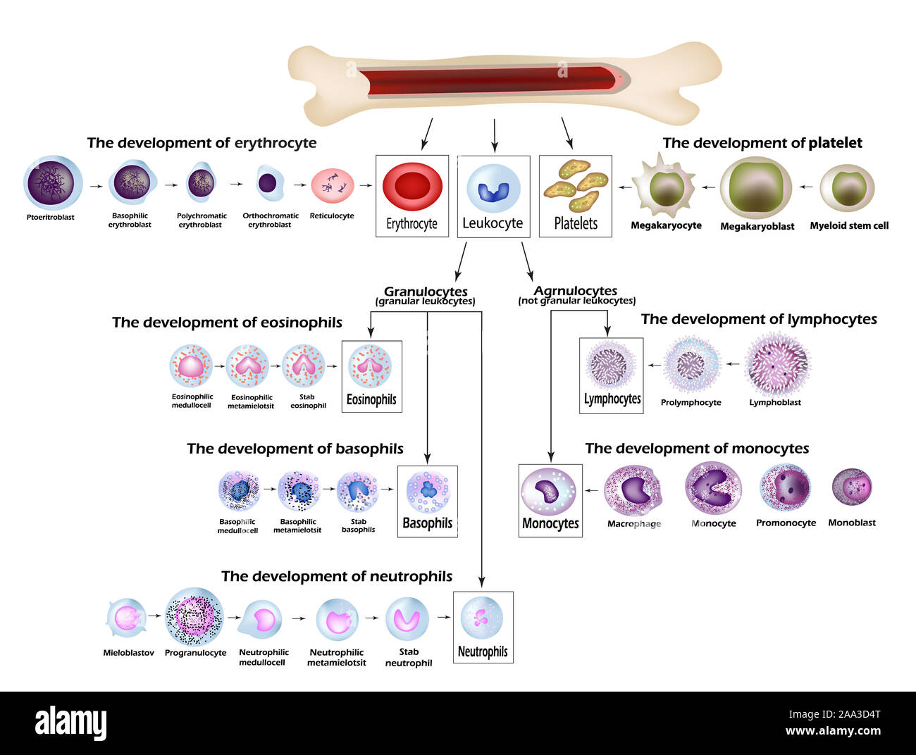 Blood Erythrocyte development, red blood cells, lymphocytes, neutrophils, basophils, monocytes, Platelet formation Stock Photo - Alamy