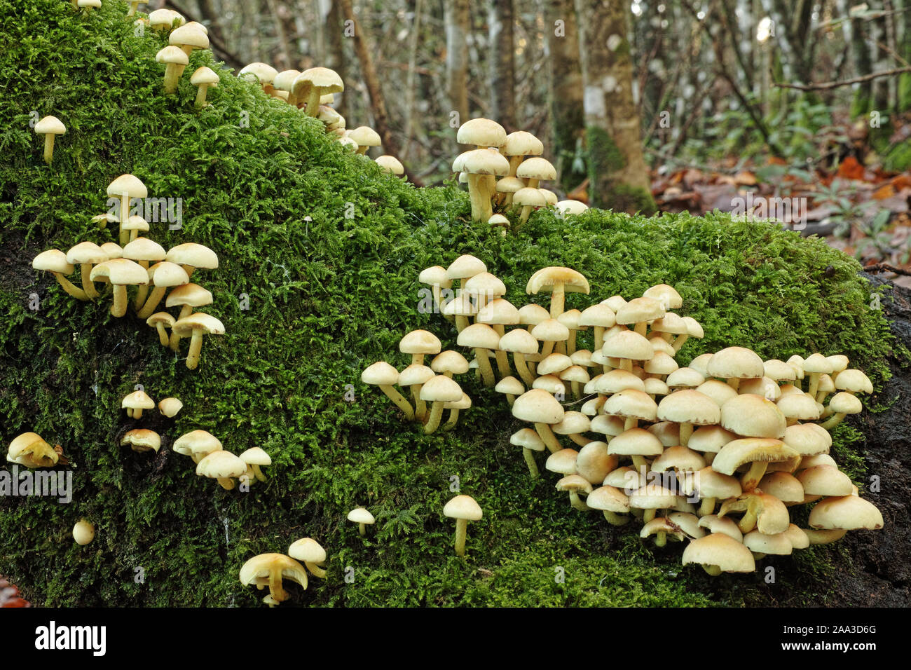 sulfur tuft mushrooms on a trunk  in a woodland Stock Photo