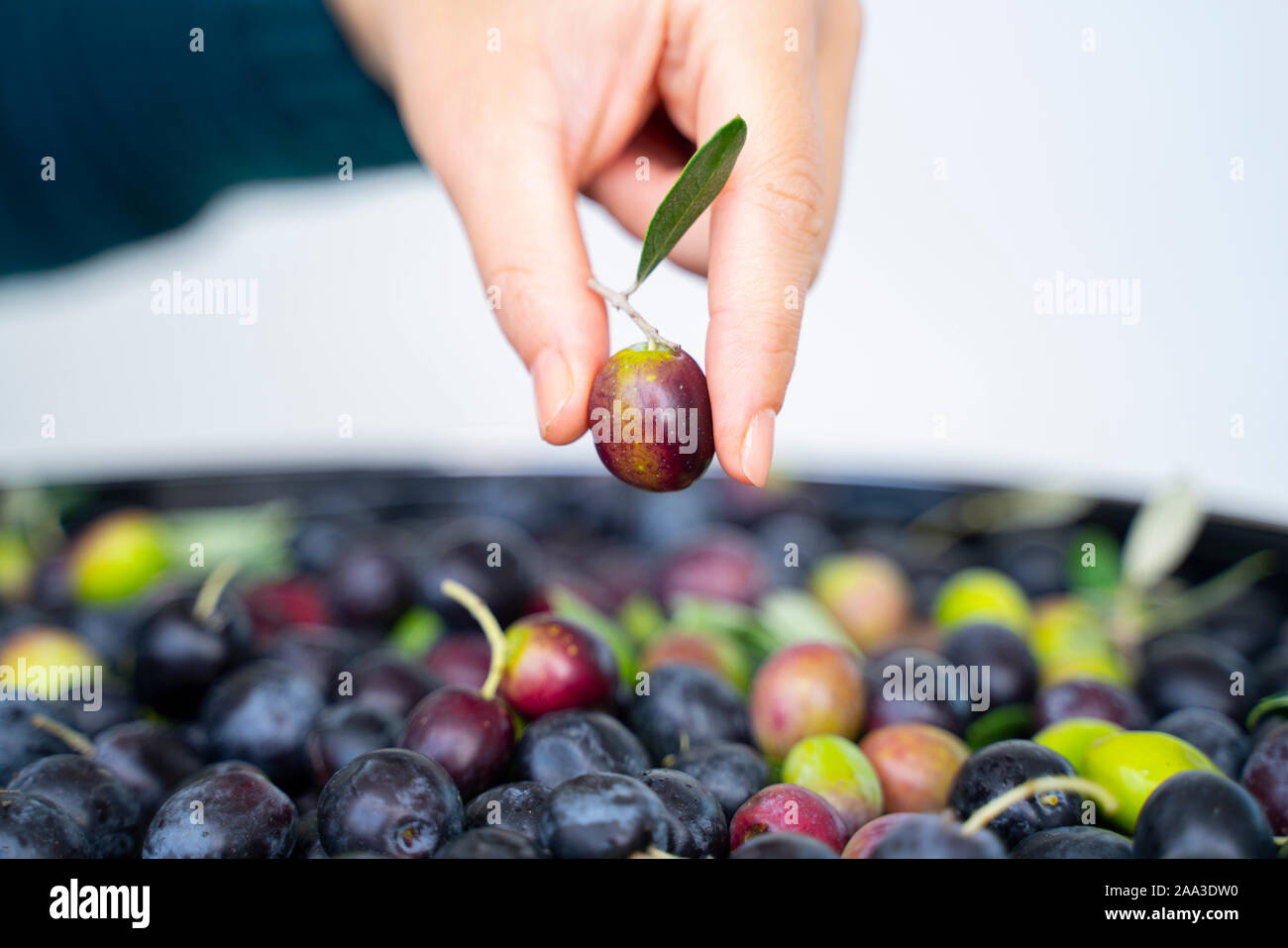 Fallen olives hi-res stock photography and images - Alamy