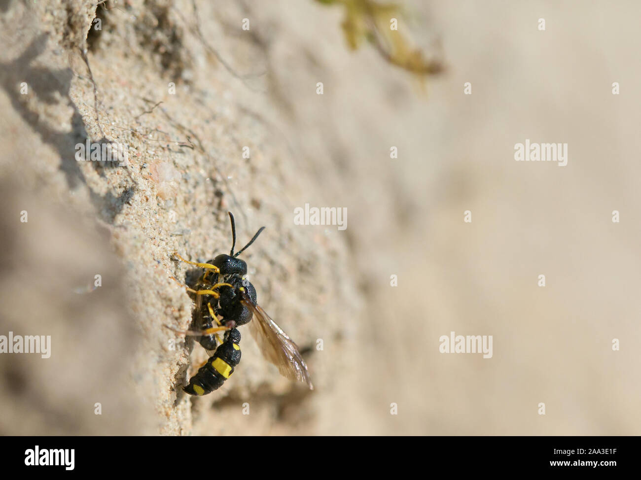 Ornate-tailed digger-wasp with a solitary bee as prey Stock Photo