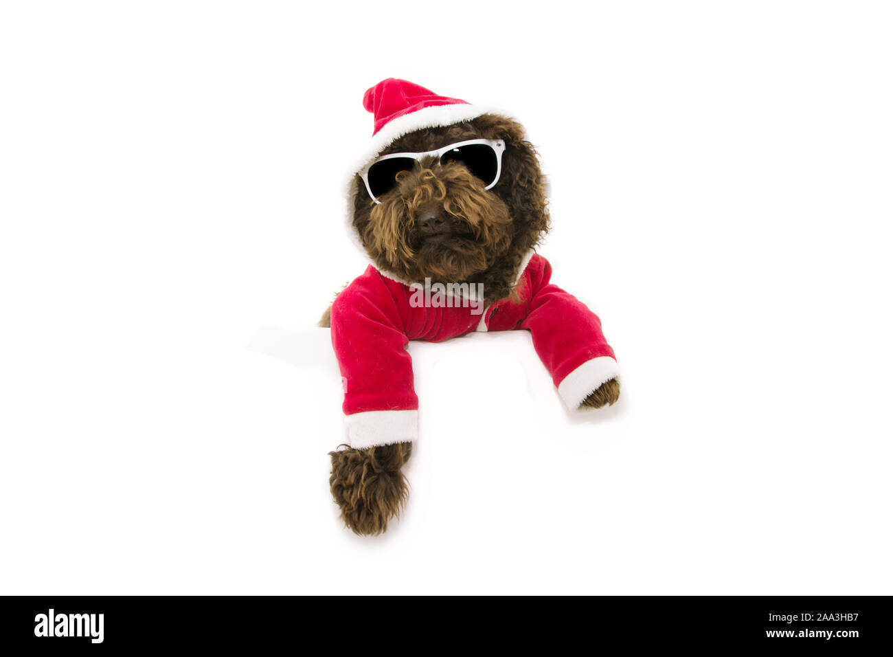 funny poodle dog celebrating christmas dressed as a santa claus ...