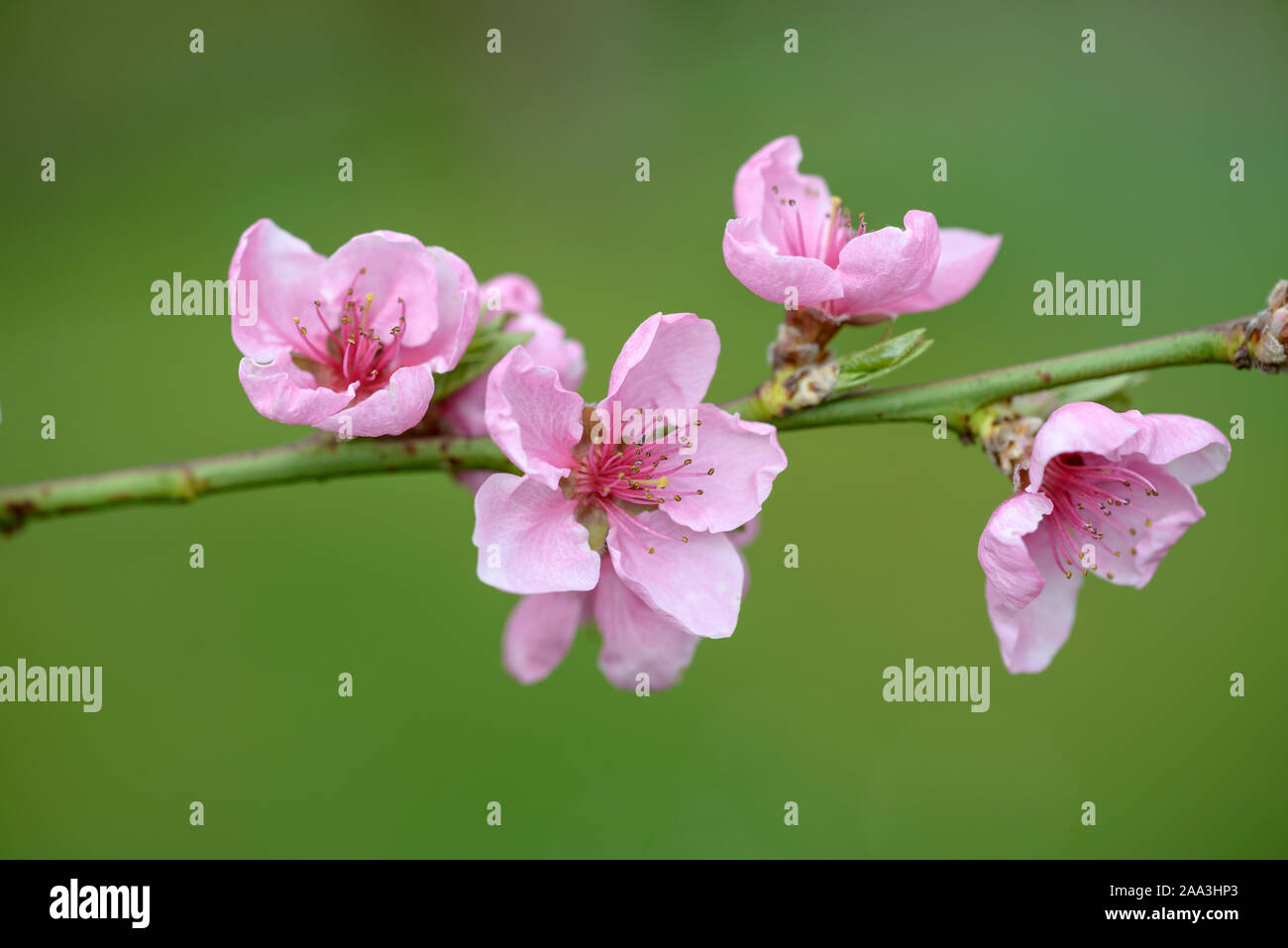 Pfirsich (Prunus persica 'Bero') Stock Photo