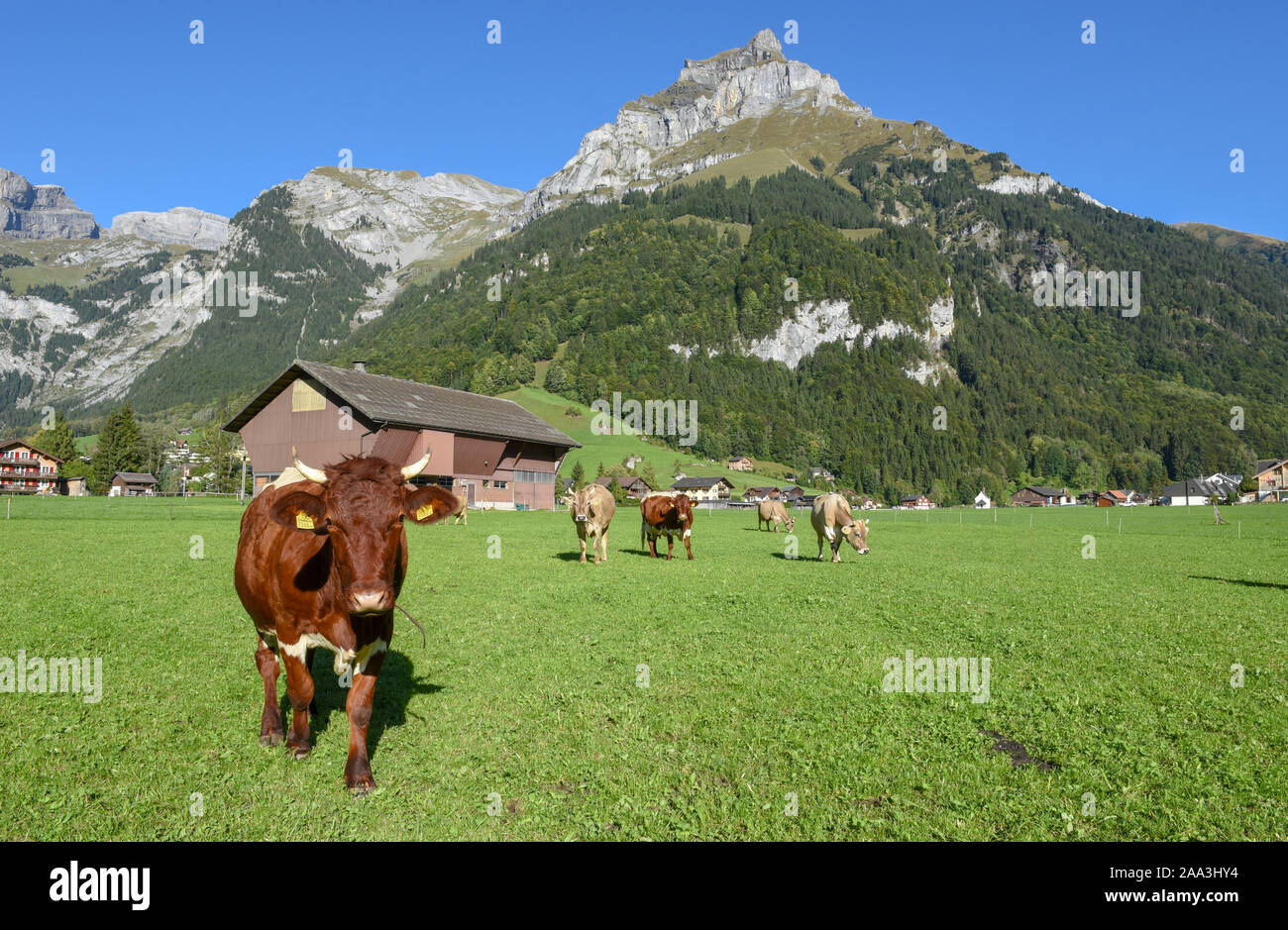 Rural landscape with cows at Engelberg on the Swiss alps Stock Photo ...