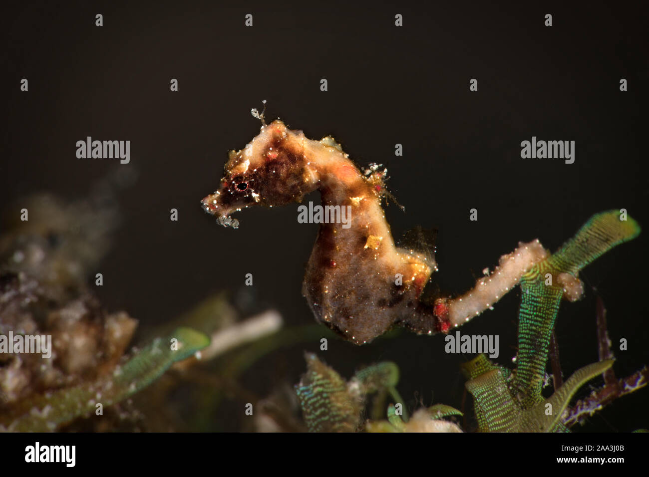 Pontoh's pygmy seahorse (Hippocampus pontohi). Underwater macro photography from Romblon, Philippines Stock Photo