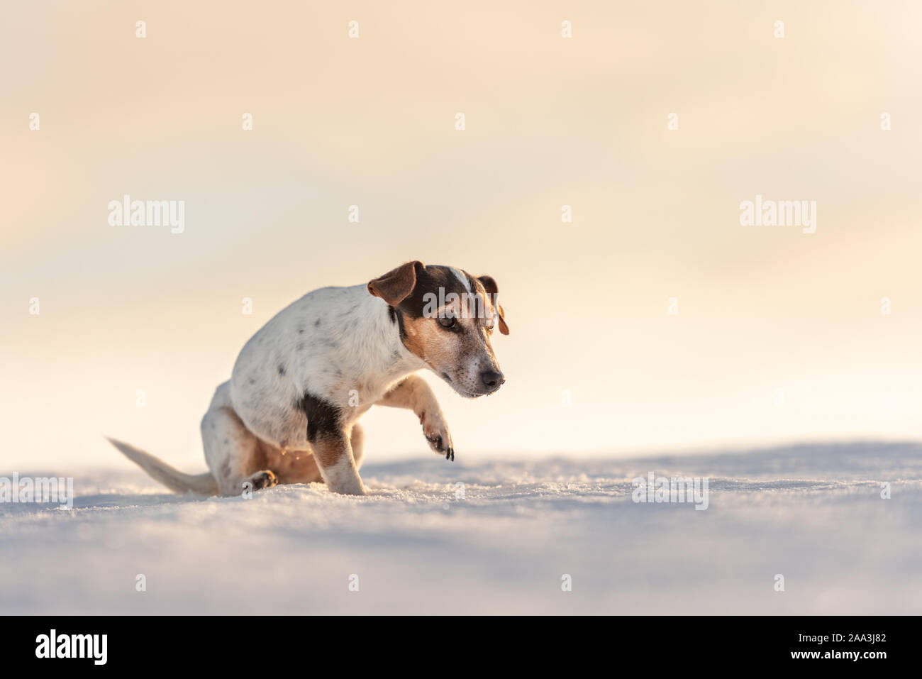 dog cold feet