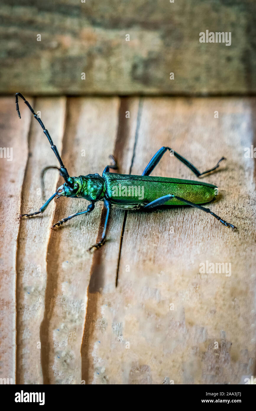 Macro close up of a shiny green Spanish fly beetle (Lytta vesicatoria) sitting on a wooden plate in an italian forest near Belluno Stock Photo