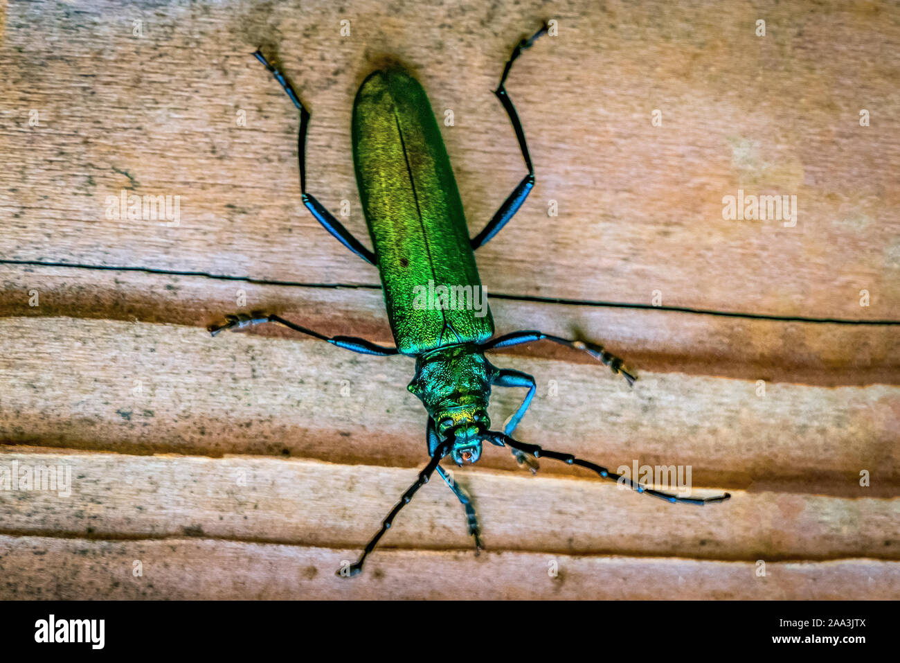 Macro close up of a shiny green Spanish fly beetle (Lytta vesicatoria) sitting on a wooden plate in an italian forest near Belluno Stock Photo
