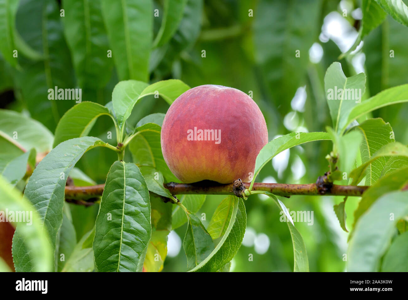 Pfirsich (Prunus persica 'Dixired') Stock Photo