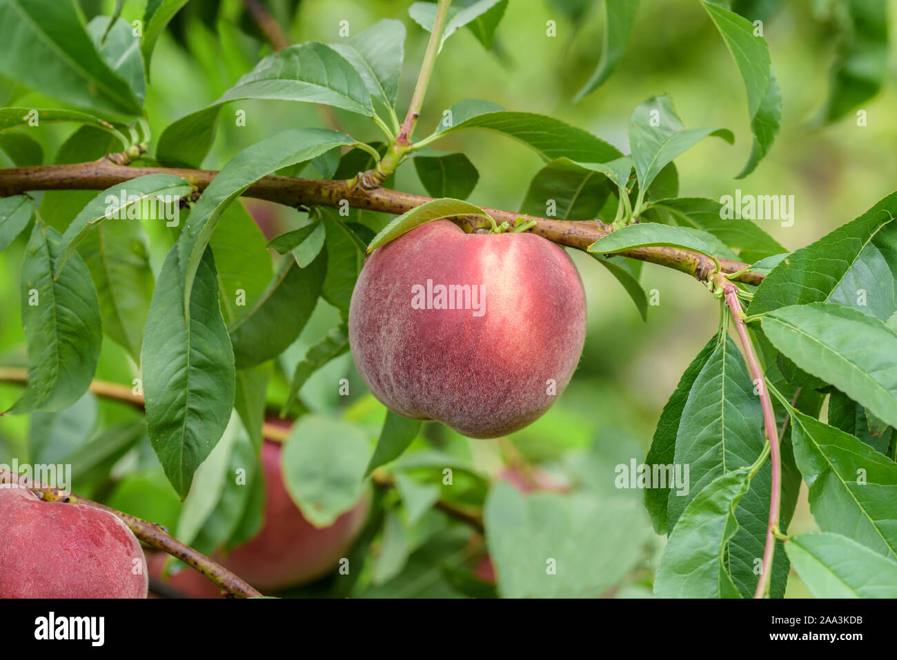 Pfirsich (Prunus persica 'Helene') Stock Photo