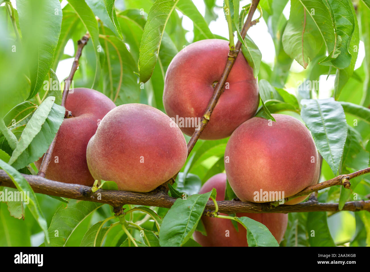 Pfirsich (Prunus persica 'Irena') Stock Photo