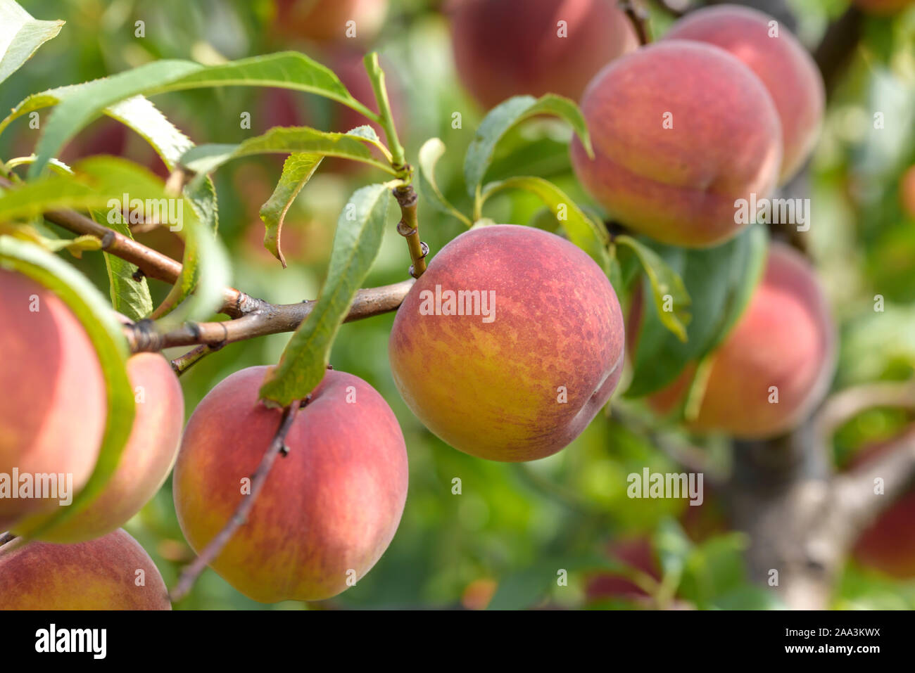 Pfirsich (Prunus persica 'Jayhaven') Stock Photo
