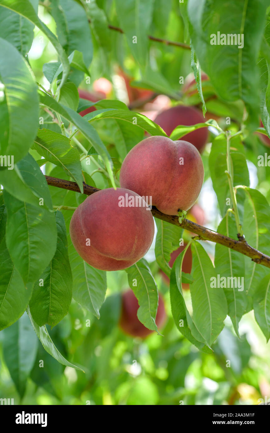 Pfirsich (Prunus persica 'Maura') Stock Photo
