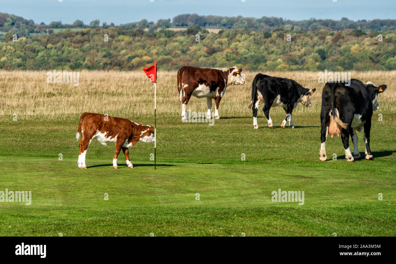 A four ball leaves the 5th green on Minchinhampton Golf Course, The Cotswolds, Gloucestershire,England, United Kingdom Stock Photo