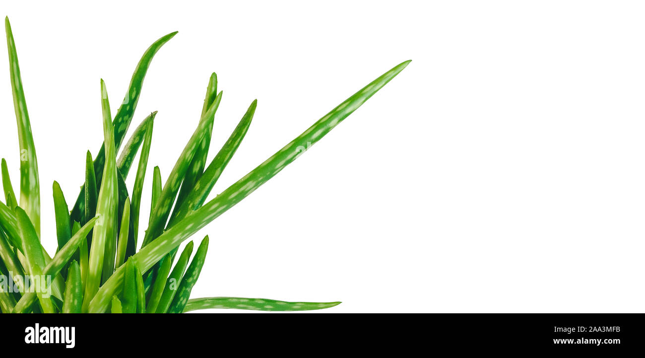 close-up of fresh green Aloe Vera plant part against white background Stock Photo