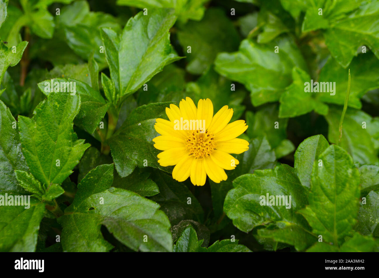 Best flower picture hires stock photography and images Alamy