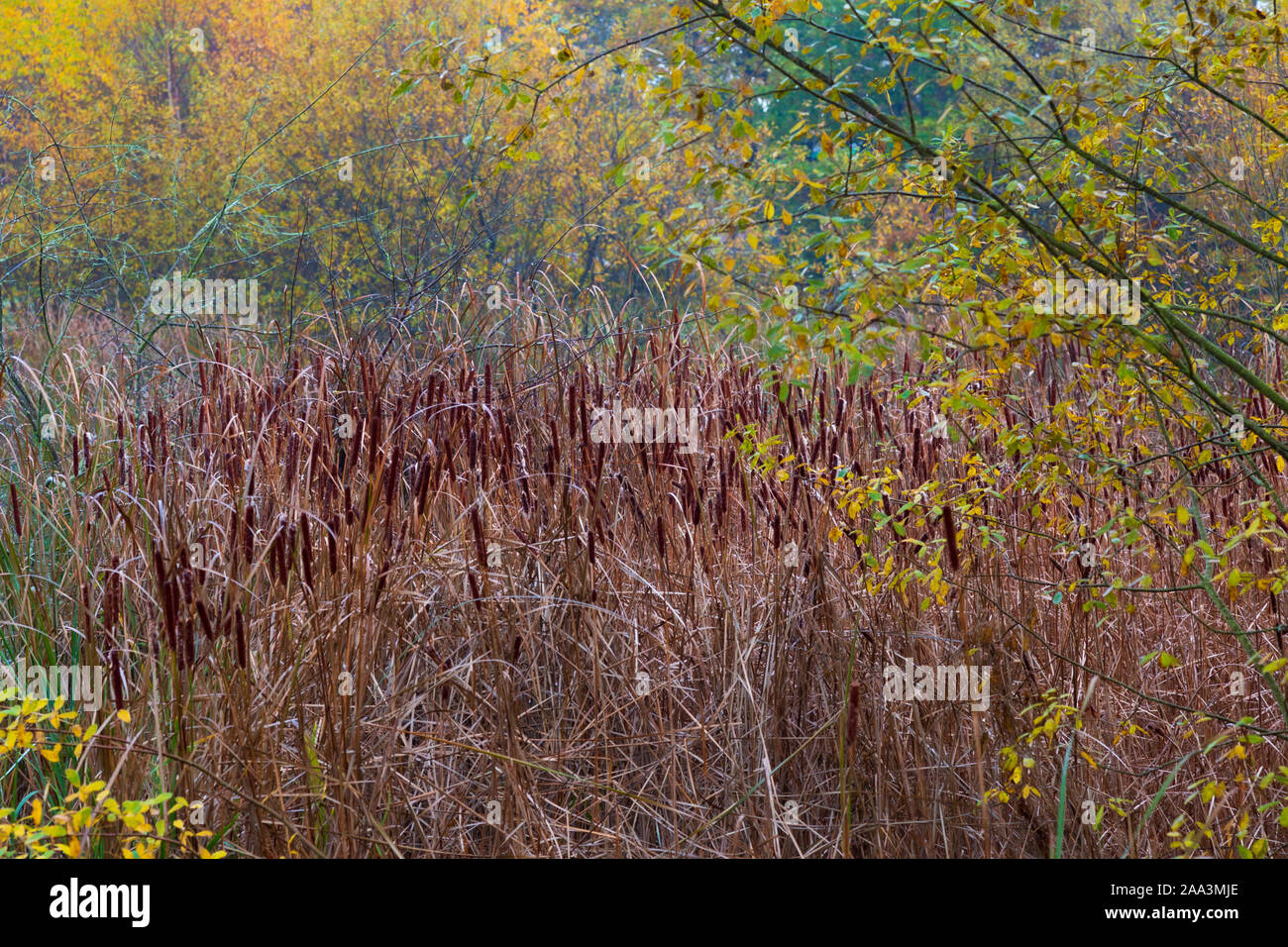 Bull Rushes Pond Barn hoppitt hi-res stock photography and images - Alamy