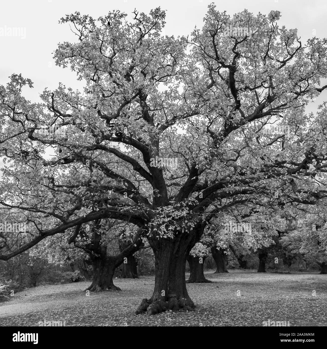 Woodland in essex uk Black and White Stock Photos & Images Alamy