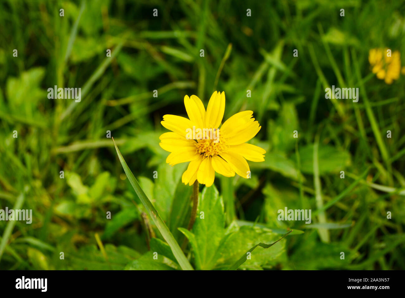 Yellow flowers on the green grass Stock Photo Alamy