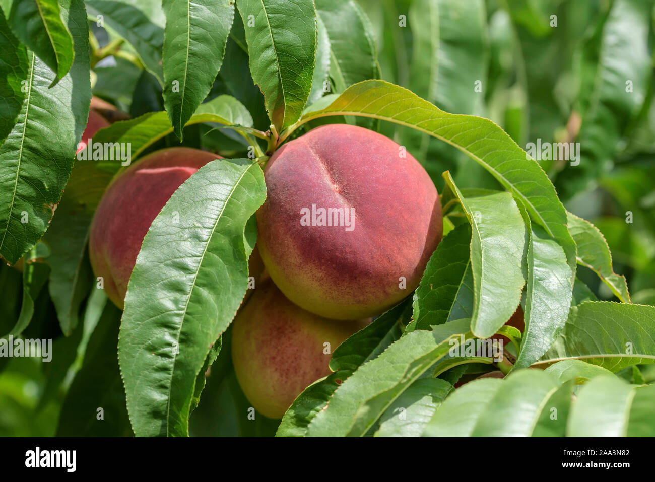 Pfirsich (Prunus persica 'Poysdorfer Weingartenpfirsich') Stock Photo