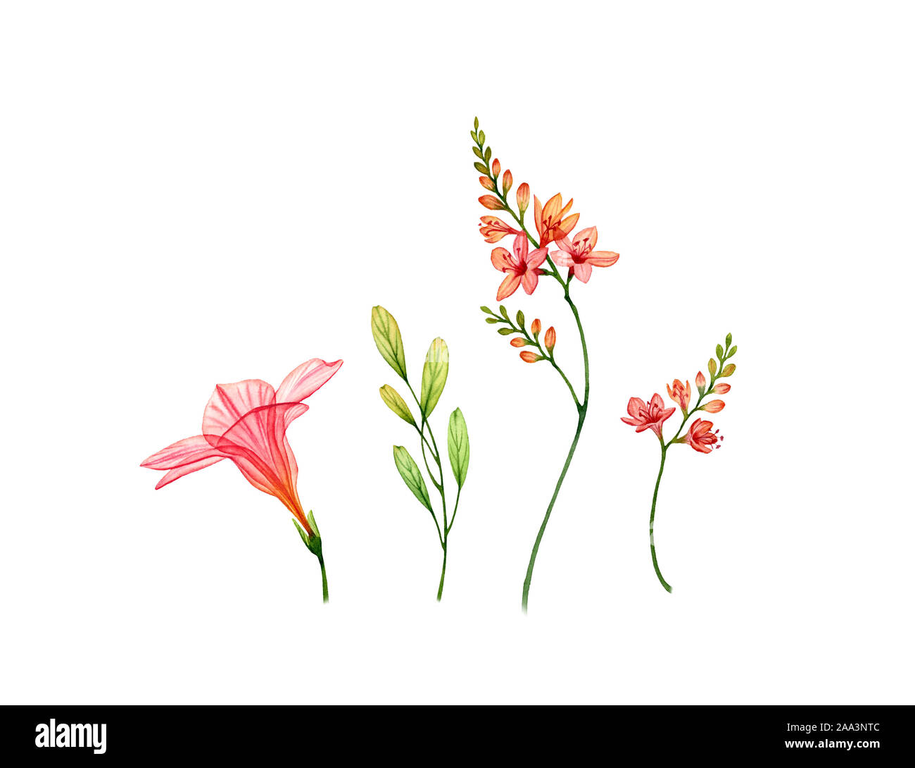 Watercolor set of transparent hibiscus flower, freesia and leaves. Colourful tropical collection isolated on white. Botanical floral illustration for Stock Photo