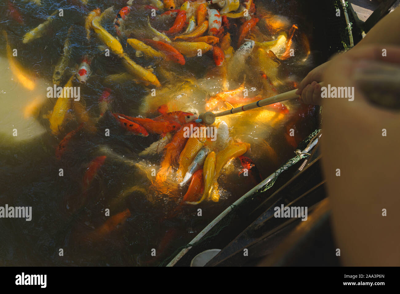 koi carp fish take a food Stock Photo
