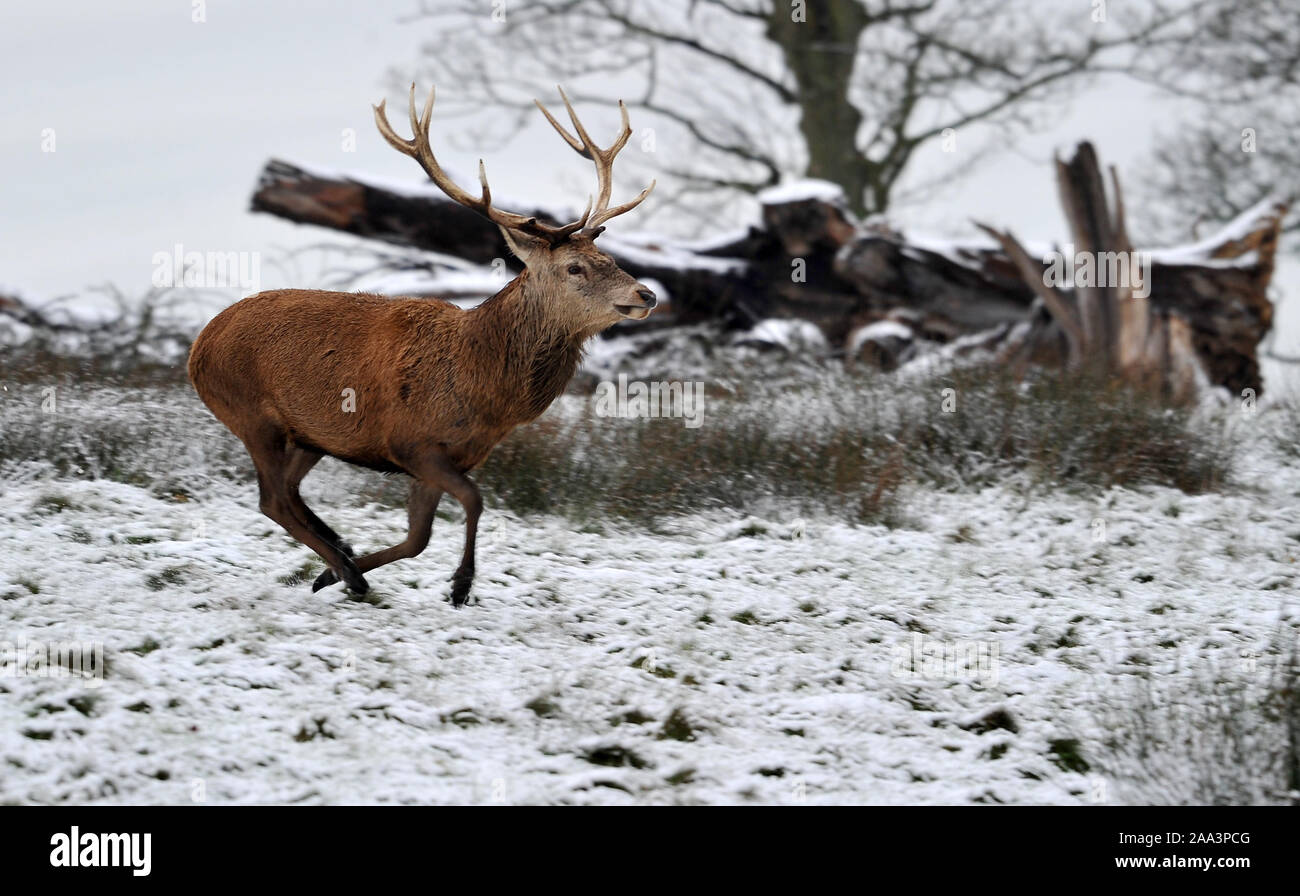 Stag Deer running Stock Photo