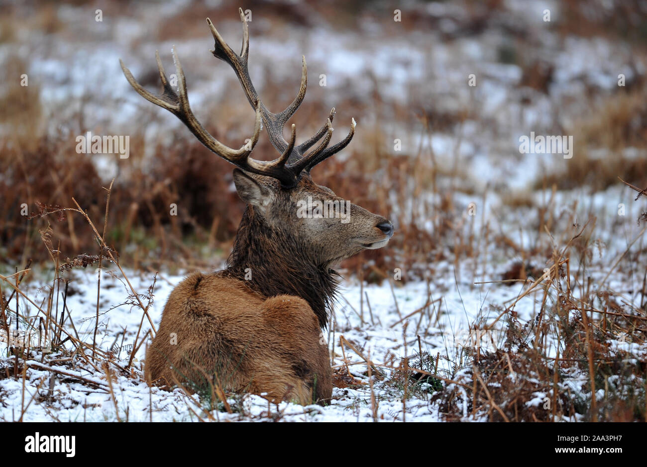 Winterering Stag Stock Photo
