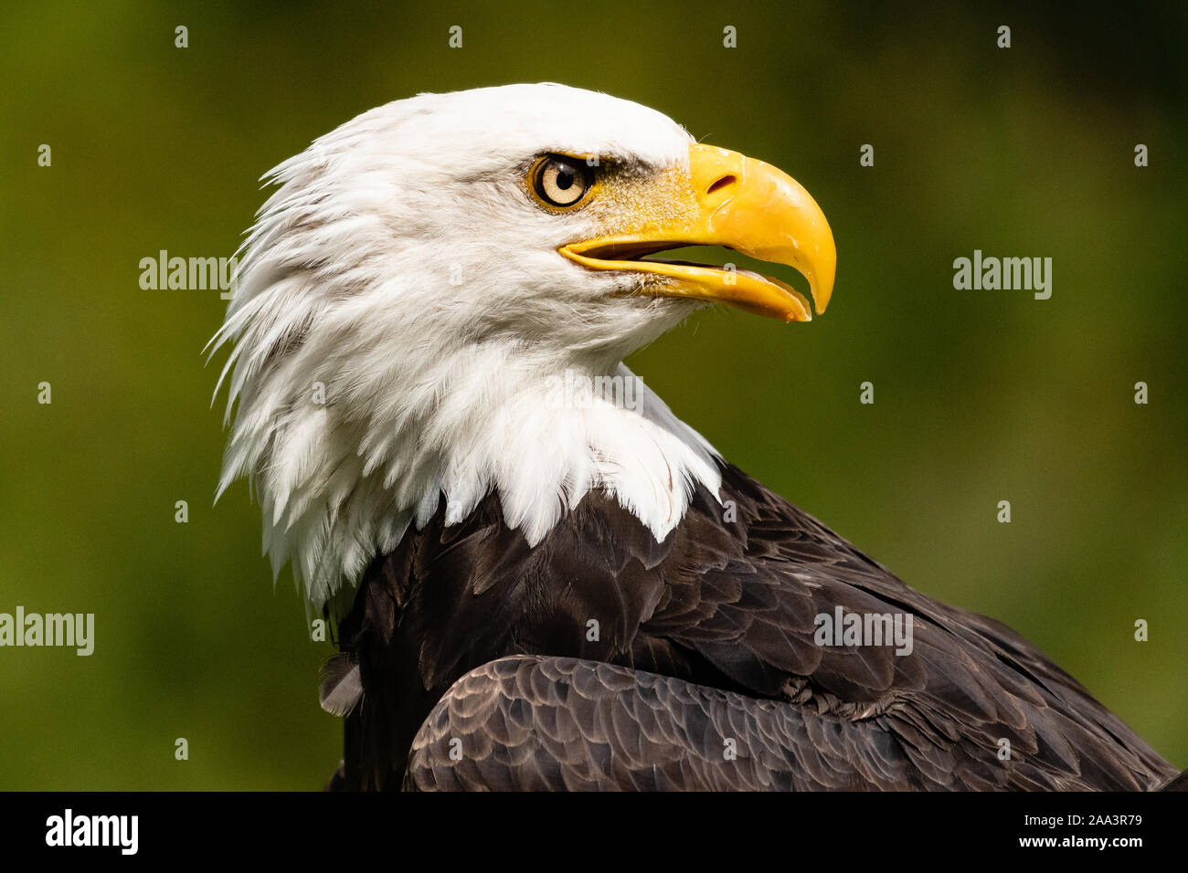 Portrait of a bald eagle, Vancouver Island, British Columbia, Canada ...