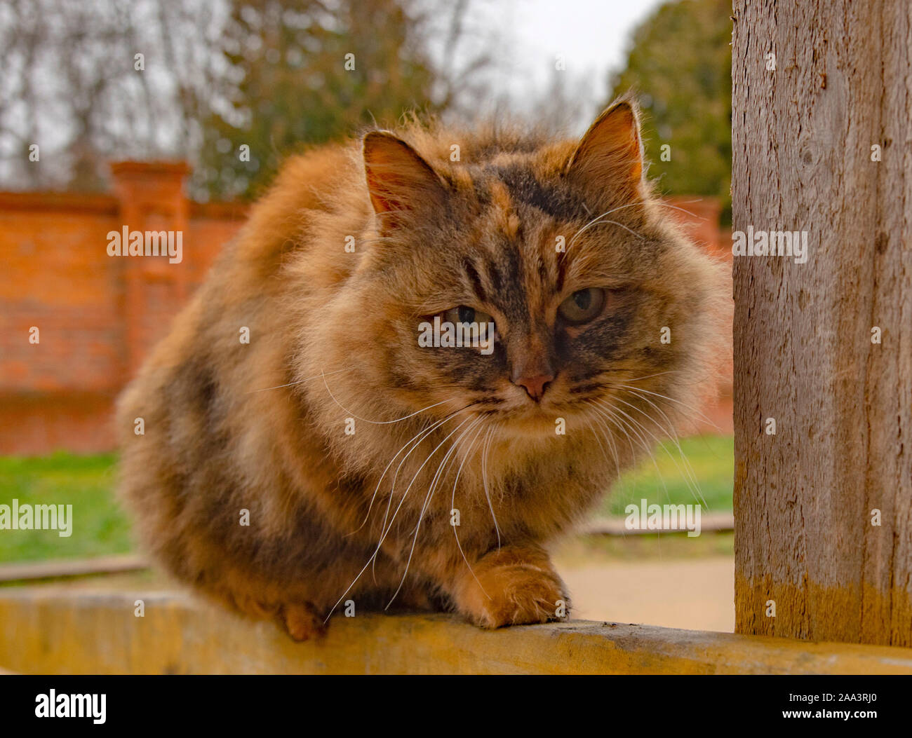 Cat Fat Fluffy Pet Stock Photos Cat Fat Fluffy Pet Stock Images