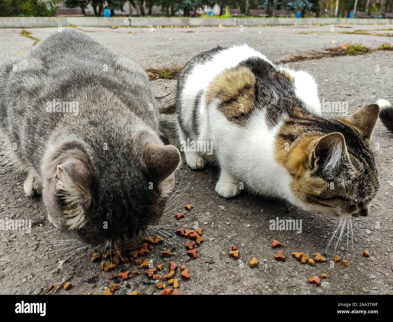 Feeding stray cats hi res stock photography and images Alamy