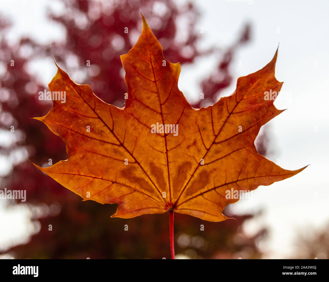 Close-up of a maple leaf, British Columbia, Canada Stock Photo