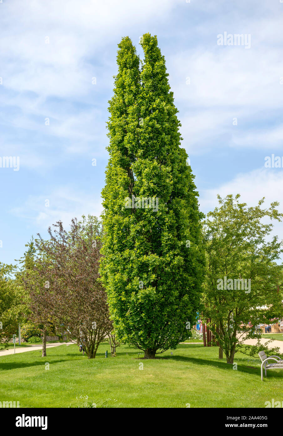Säulen-Stiel-Eiche (Quercus robur 'Fastigiata') Stock Photo