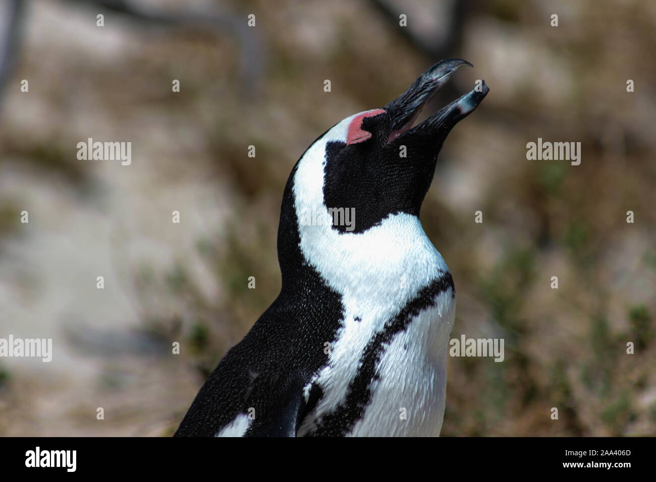 penguin close up Stock Photo