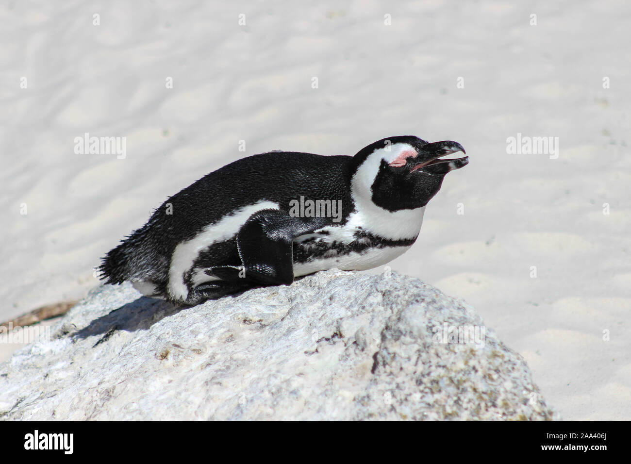 Penguins sunbathe on rock Stock Photo