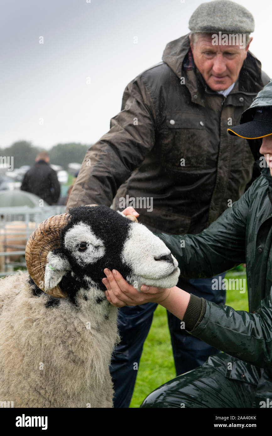 Judging Swaledale sheep at the Westmorland show, Cumbria, UK. Stock Photo