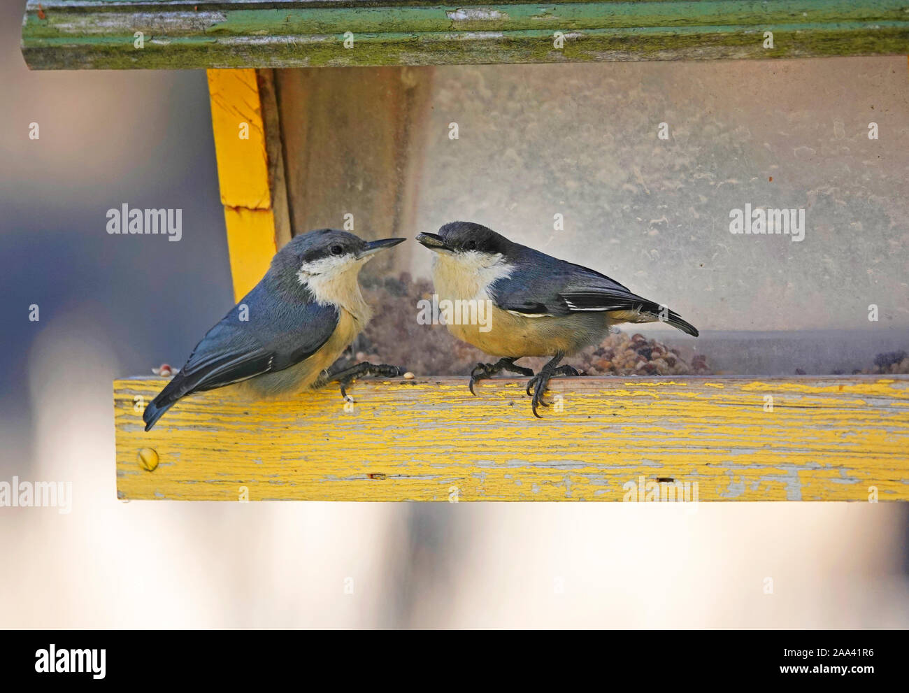 A pair of Pigmy Nuthatches, Sitta pygmaea, eating seeds at a bird feeder in central Oregon. The Pigmy Nuthatch is the smallest nuthatch. Stock Photo