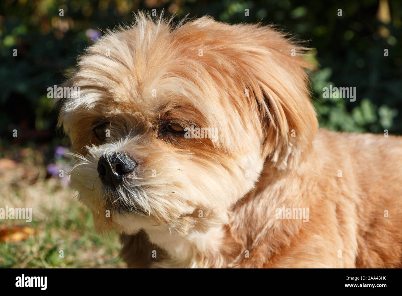 red lhasa apso