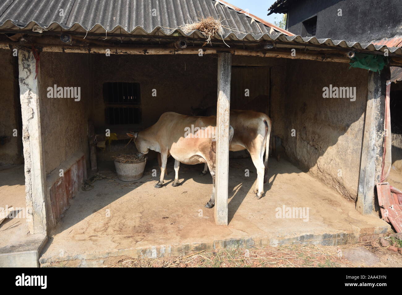 Village scene of Birsingha (birthplace of Ishwar Chandra Vidyasagar). West Midnapore, West Bengal. India. Stock Photo