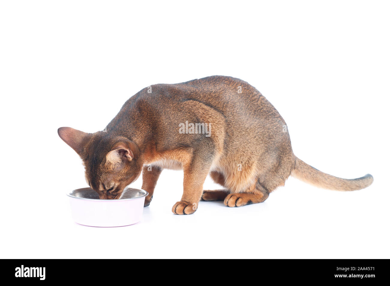 Cat eats out of a bowl isolated on white Stock Photo Alamy