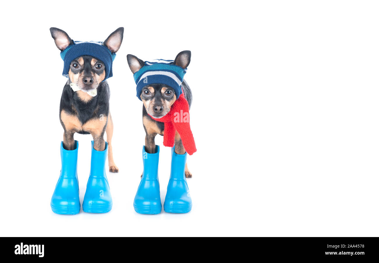 Two funny dogs in rubber boots and hats isolated on white, the concept
