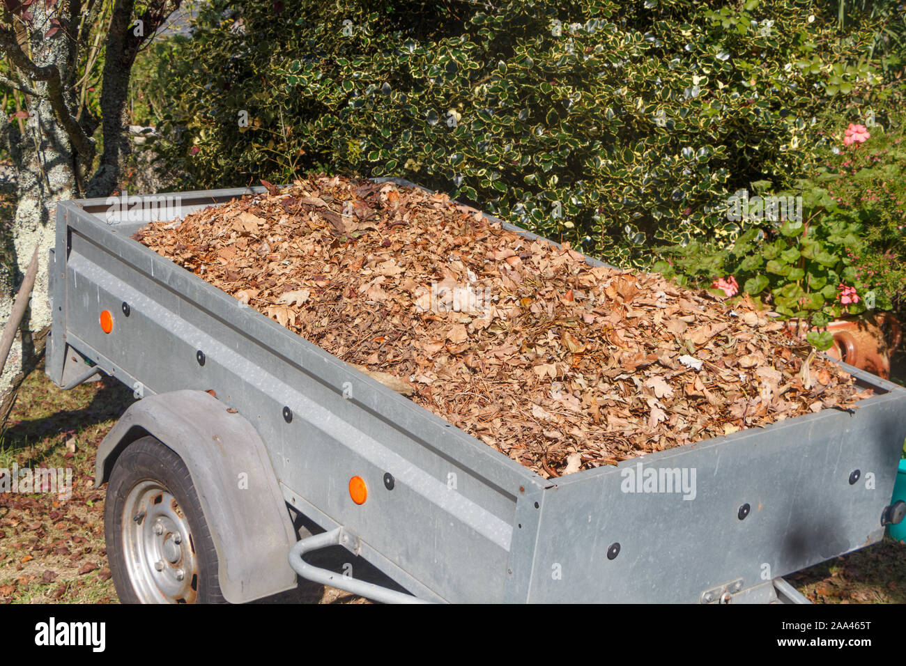 Trailer full of dead leaves after collection in a garden during autumn Stock Photo